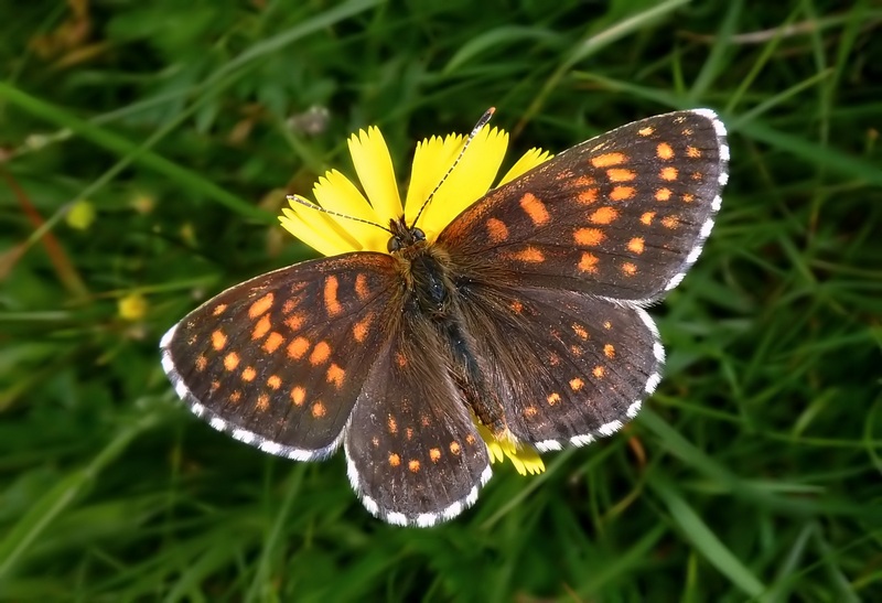 Un Gioiellino ...raro!! - Melitaea diamina (Lang, 1789)